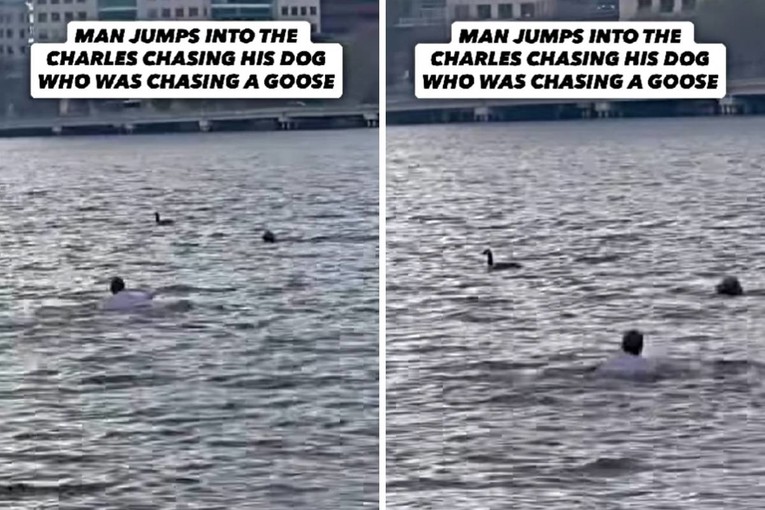 Boston Man Leaps Into a Freezing River to Rescue His Dog