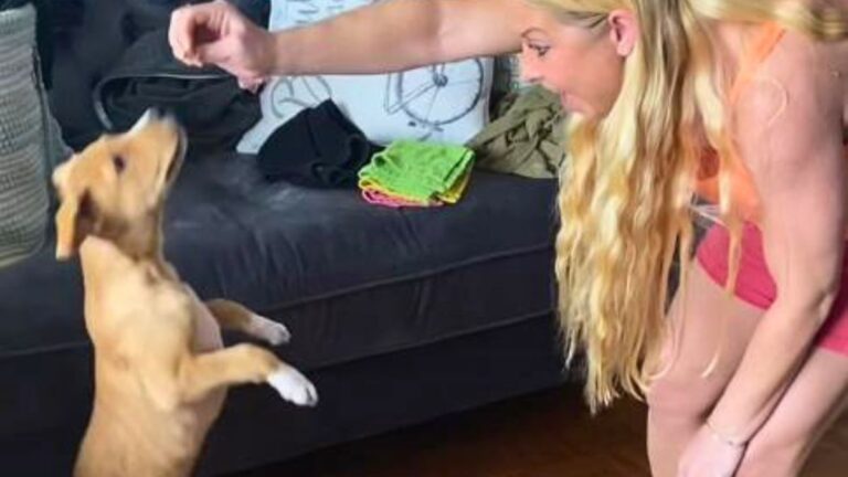 She Thought She Was Adopting a Chihuahua but Her Dog Grew to 95 Pounds: “He Started Gaining Over 4 Pounds a Week”