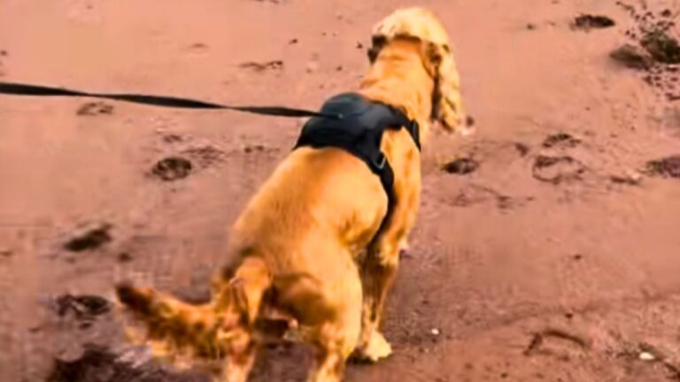Rescue Dog’s Touching Beach Reaction: “For Years He Must Have Dreamed Only of Fear”