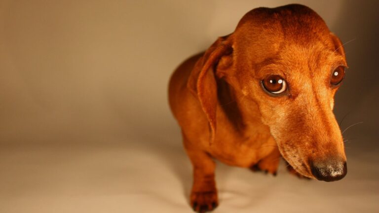 Subtle Signs Your Dog Is in Pain: “They Are Easy to Miss”