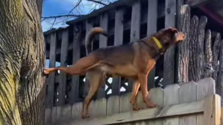 People Are Convinced This Rescue Dog’s Tree-Climbing Skills Are Too Good To Be Real