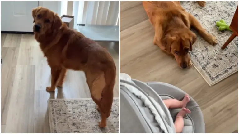 This Golden Retriever Is the Most Devoted Nanny Dog on the Internet