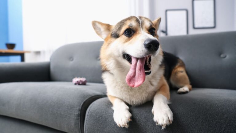 Your Dog Might Be Unhappy If It Does These Four Things