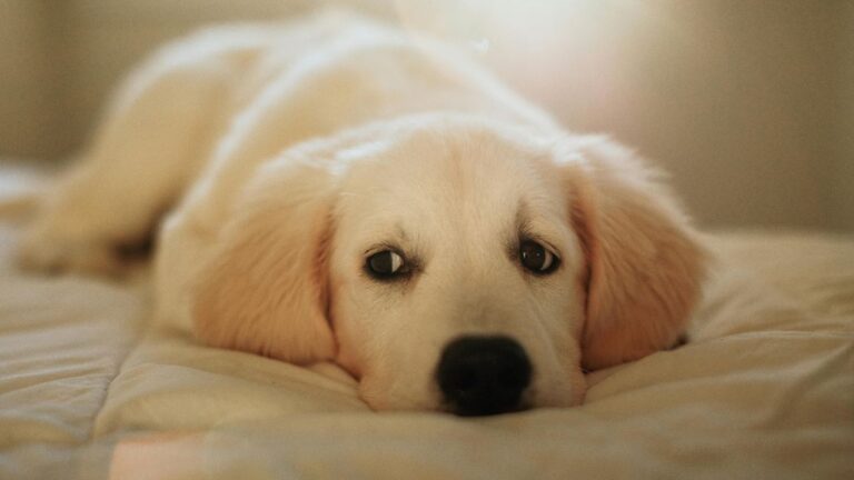 Dog’s Bizarre Pre-Breakfast Ritual Goes Viral Around the World: “Mine Does That Too”