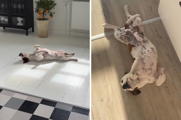 Adorable Staffordshire Bull Terrier Has Kept the Same Favorite Sleeping Pose for Years