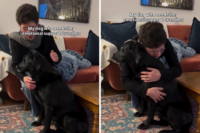 Grandma Sings to Calm Her Fearful Labrador During Fireworks