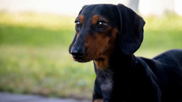 Veterinarian Warns Dog Owners About Symptoms That Could Prove Deadly