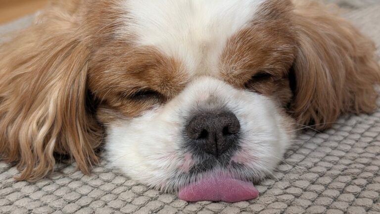 Can Dogs Eat Chips? The Truth Pet Owners Should Know