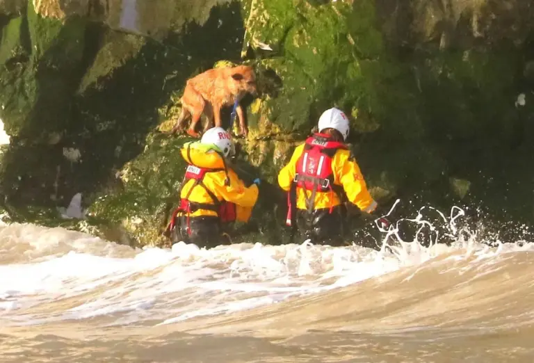 Rescue Services Pull Off a Heroic Save Freeing a Trapped Dog From the Rocks Just Before High Tide