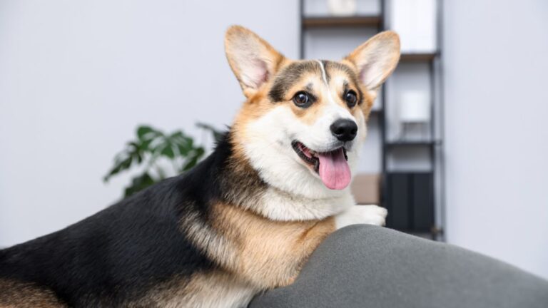 A Dog Trainer Reveals the Biggest Mistake You Make When Your Dog Barks at the Doorbell