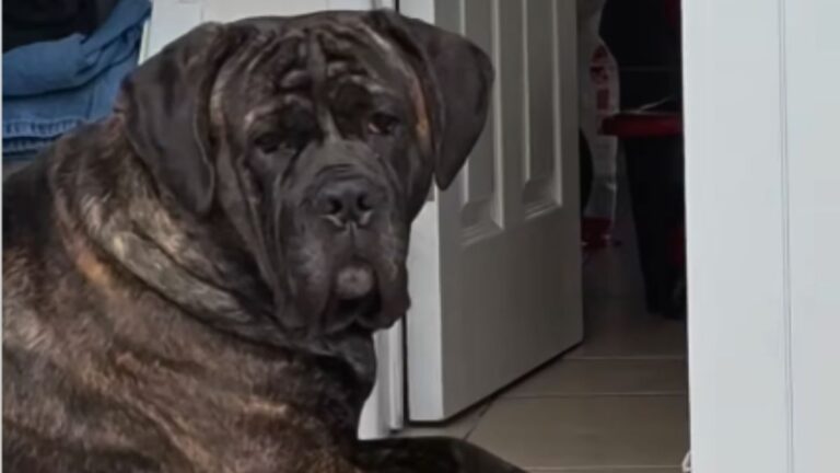 She Took Her Dog to the Vet for Acting Weird and Got the Last Diagnosis She Expected