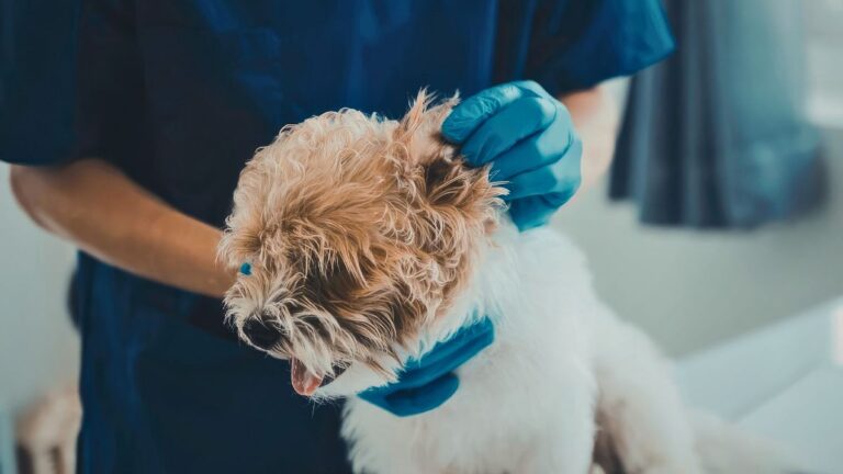 Vet Warns Pet Owners: “Ear Scratching Could Be a Warning Sign”