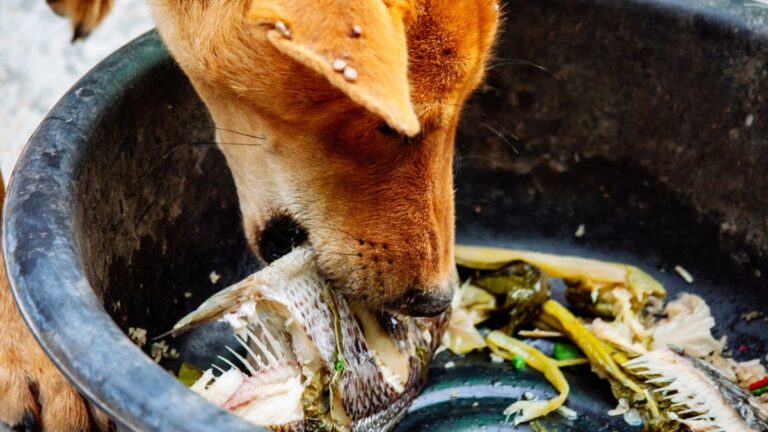 The Complete Guide to Feeding Fish to Raw Fed Dogs