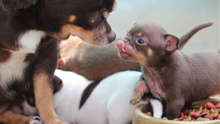 Easy Homemade Venison Dog Food Your Pup Will Love