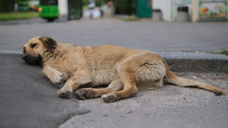 Signs That Reveal Your Dog Is Not Getting Enough Quality Sleep