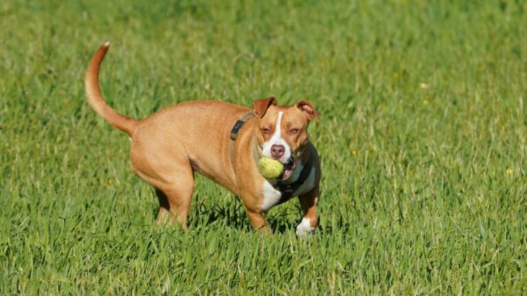 Vets Warn That Your Dog’s Favorite Toy Could Be a Ticking Time Bomb