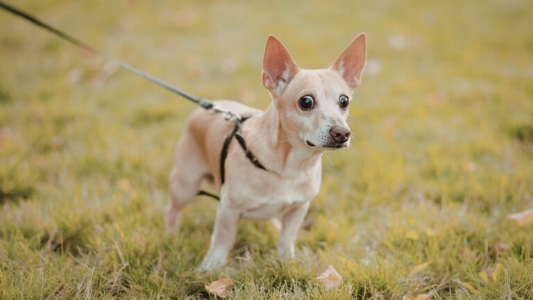 All the Silent Killers Lurking on Your Dog Walk and How Brits Are Forking Out $2,500 in Vet Bills After Turning Their Backs