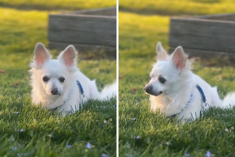 Rescue Organization Saved an 11-Year-Old Chihuahua Whose Owners Wanted Him Put Down for Their New Dog