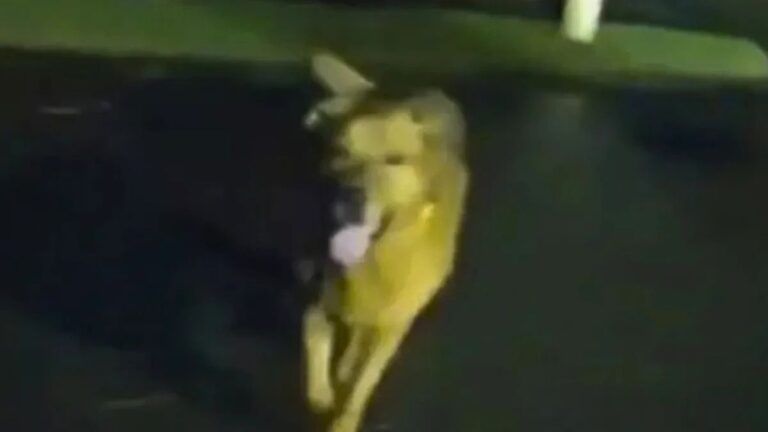 Hero Dog Leads Florida Deputy to His Injured Owner and Goes Viral