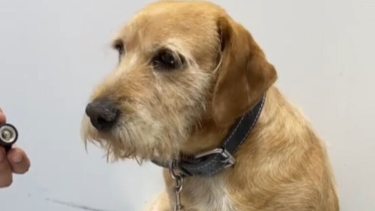 Shelter Dog Rushed to the Vet Turns Out to Have Perfect Vision and Simply Prefers to Ignore Everyone