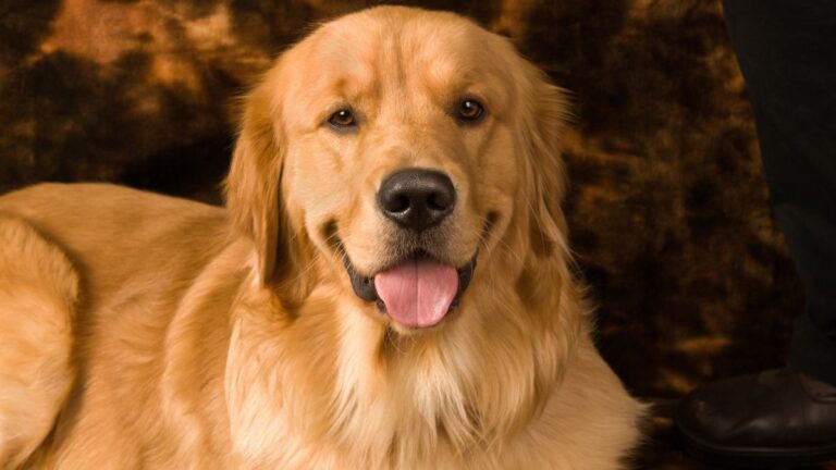Meet Duke, the Golden Retriever Who Steals Everything From Car Keys to Fine China