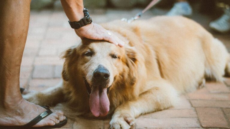 A Vet Reveals the Five Best Dog Breeds to Keep as Pets: “I Would Gladly Have These Dogs Myself”