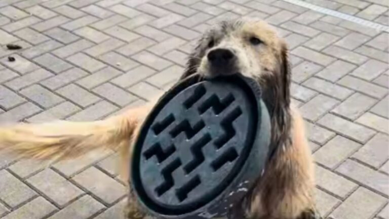 A Golden Retriever Left Alone for Two Minutes Turned the Backyard Into Complete Chaos