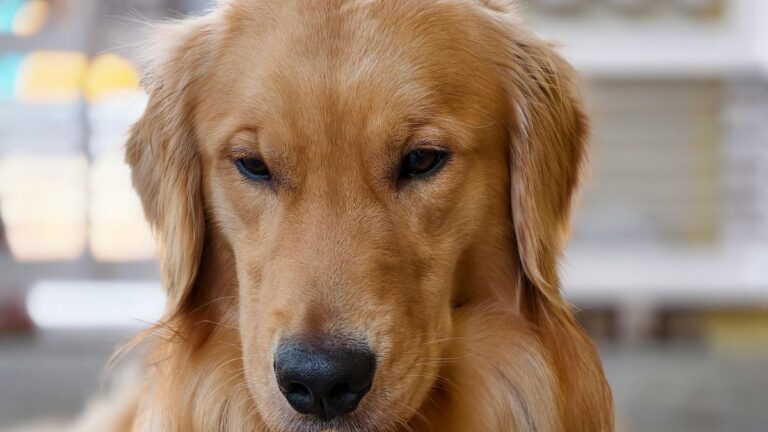A Sleepy Golden Retriever Who Refused to Let Go of His Favorite Toy Melted the Internet