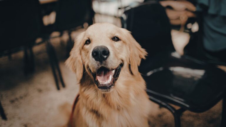 This Golden Retriever Caught Stealing His Owner’s Water in the Middle of the Night Will Have You Crying With Laughter