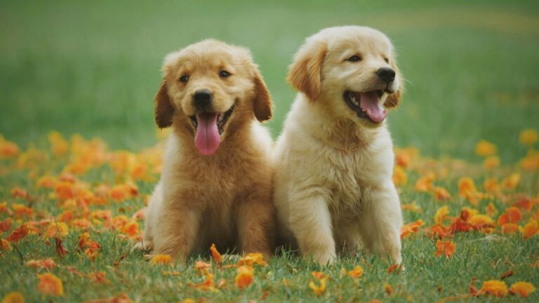 A Golden Retriever Reunites With Her Long-Lost Best Friend and the Joy Is Absolutely Magical