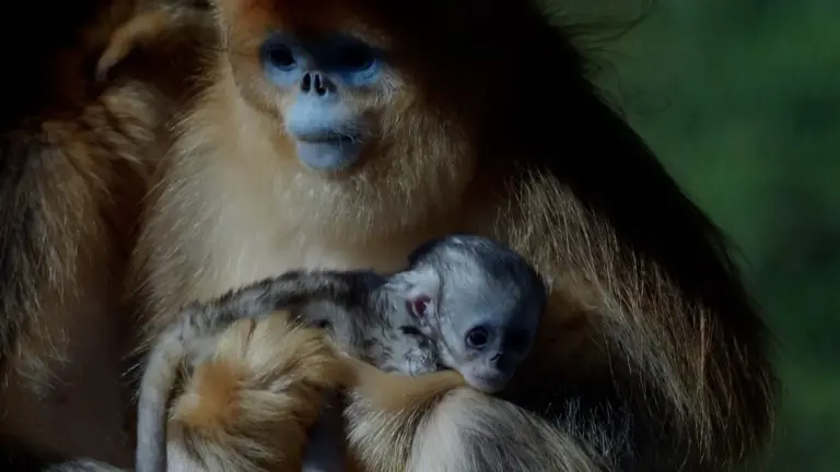 First Golden Snub-Nosed Monkey Born Outside Asia Delights Zoo Visitors In France
