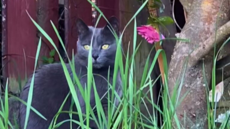 This Gray Cat Picks Flowers From the Garden and Brings Them Inside as Gifts for Her Mom