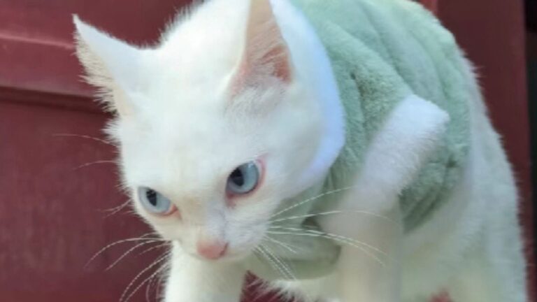 A Grumpy White Cat Named Jolene Is Going Viral for Looking Like a Cartoon Character Come to Life