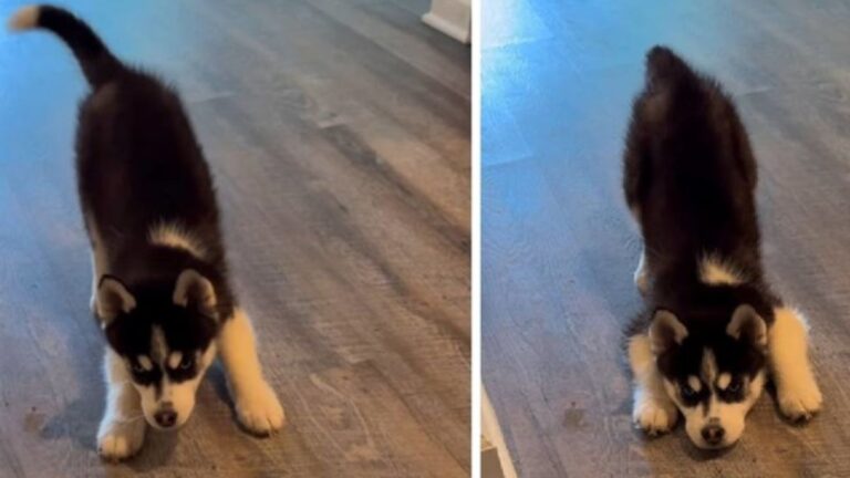 This Tiny Husky Tried So Hard to Look Scary That the Internet Completely Lost It