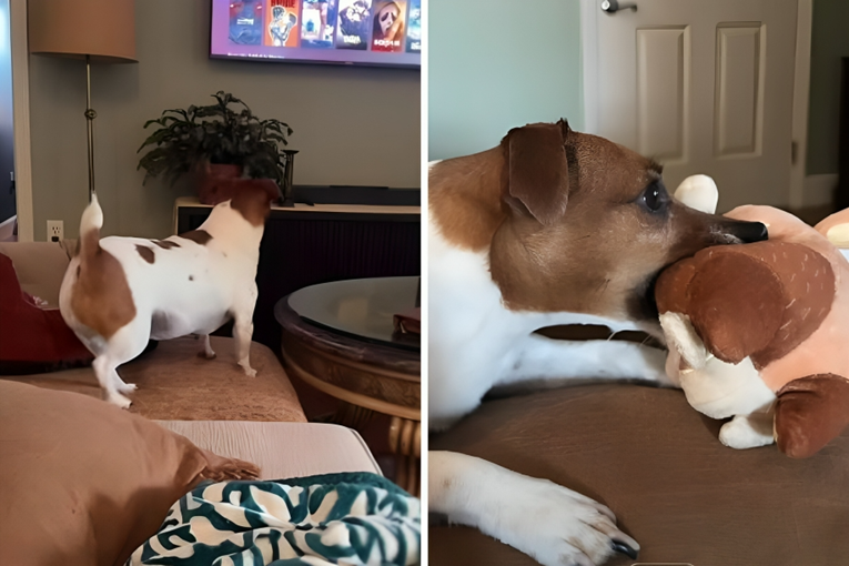Cute Puppy Marcy Refuses to Watch Cartoons Without Her Favorite Toy