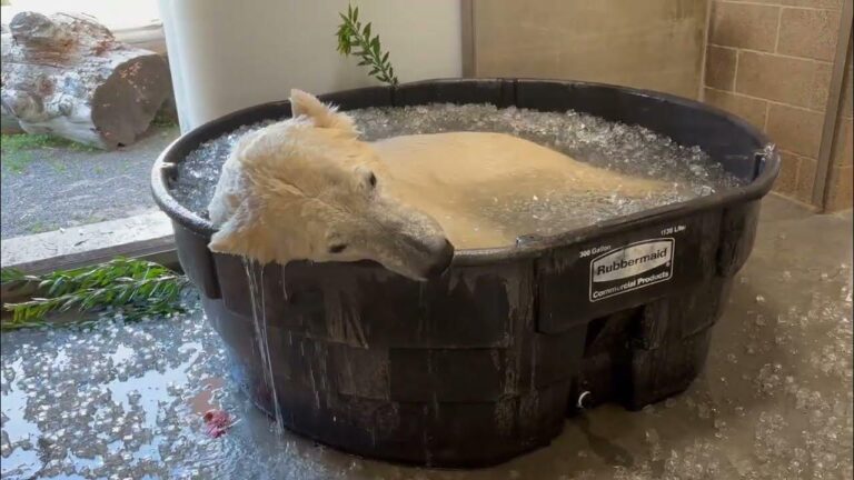 Oregon Zoo Polar Bear Enjoys Refreshing Ice Bath During Warm Spell