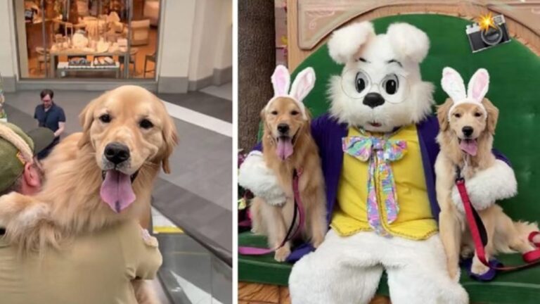 2 Golden Retrievers Couldn’t Hide Their Joy When They Met the Easter Bunny