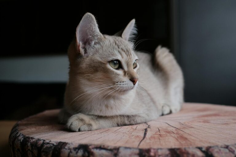 Why Your Cat Goes Absolutely Crazy at Night and How to Actually Stop It
