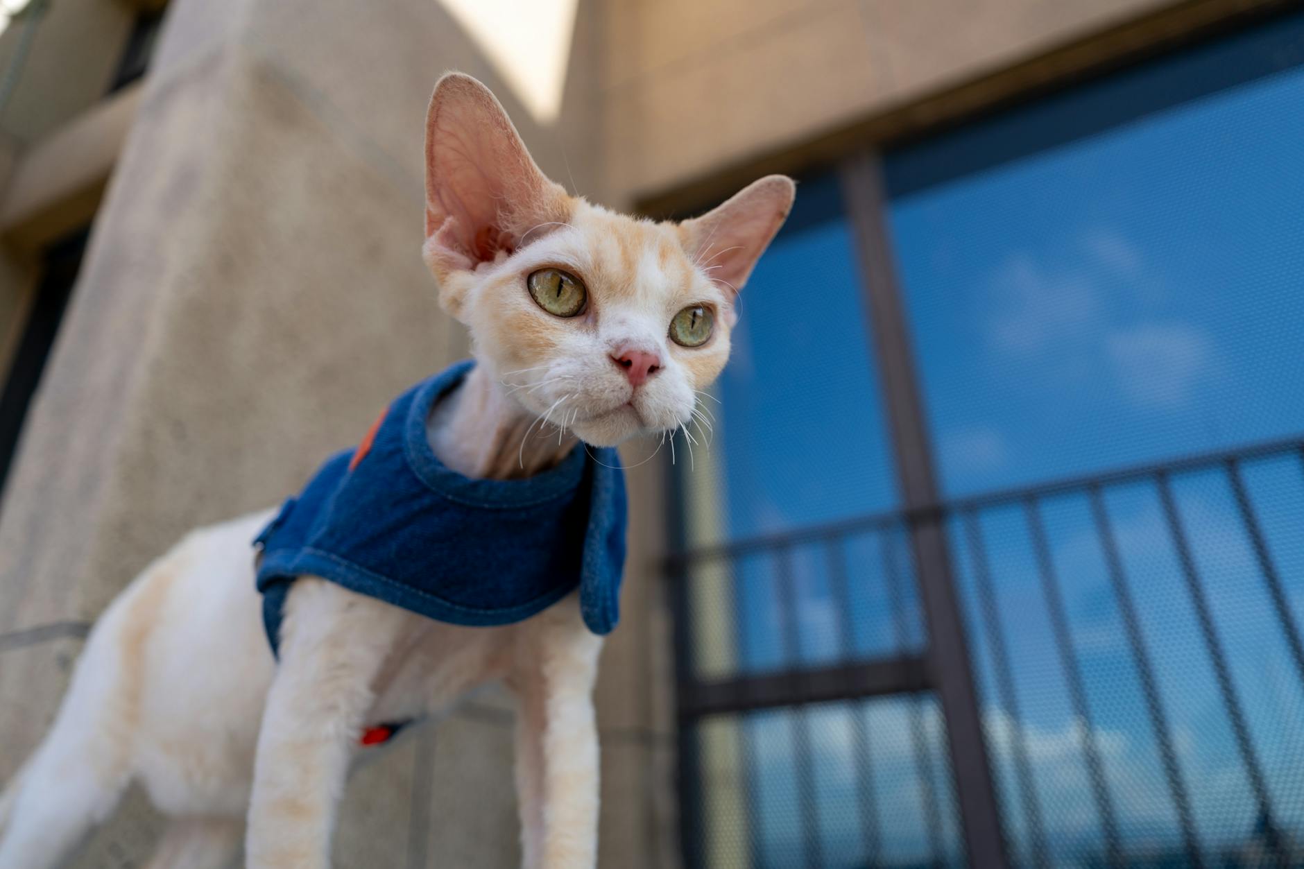 Devon Rex Cat