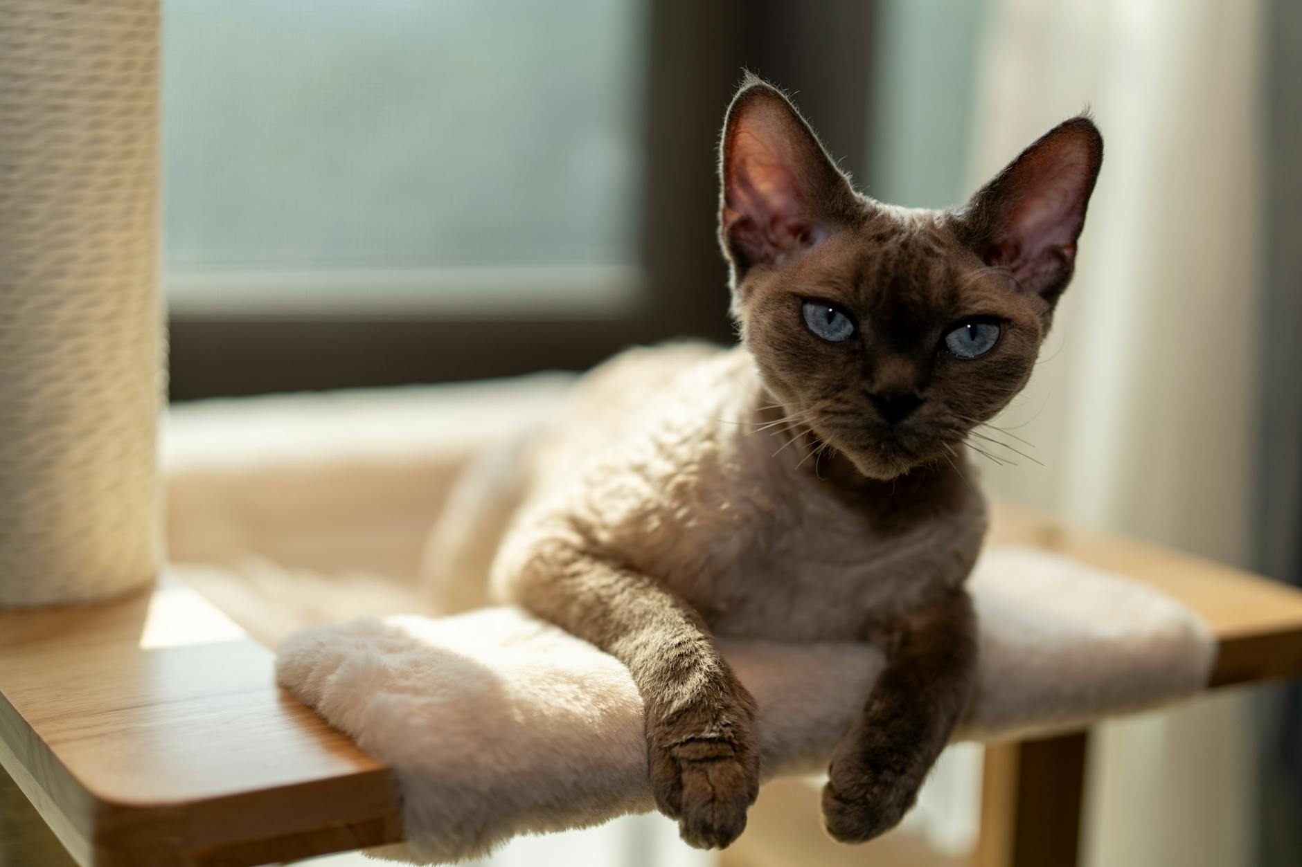 Cornish Rex Cat