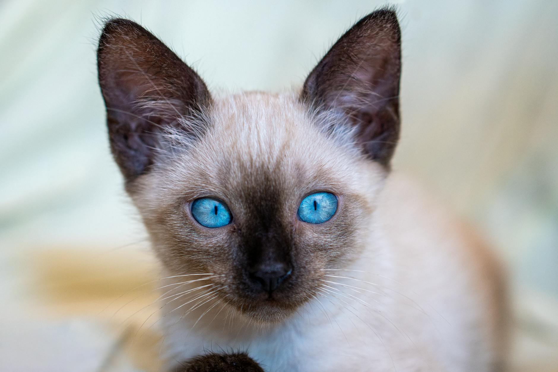 Siamese Cat