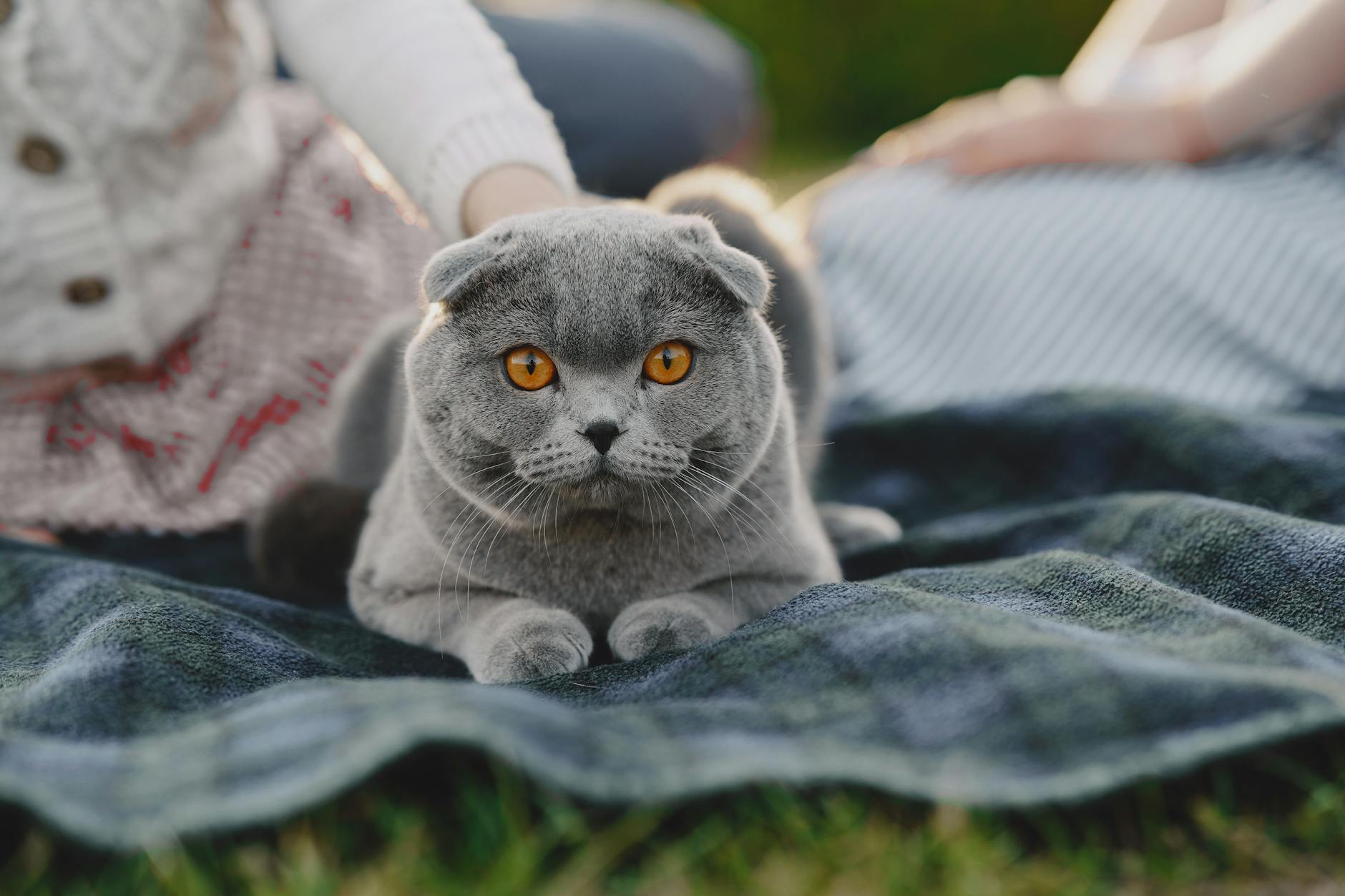 Scottish Fold Cat