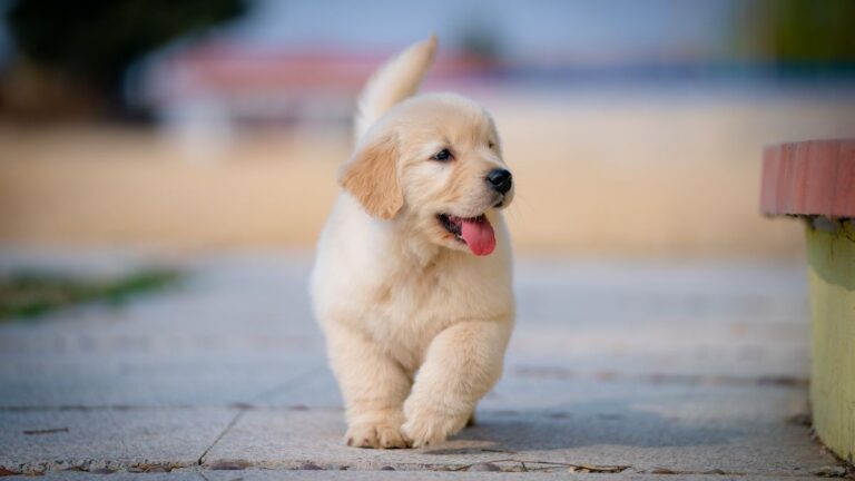 Expert Warns New Dog Owners: “You Must Follow This Key Rule From Day One”