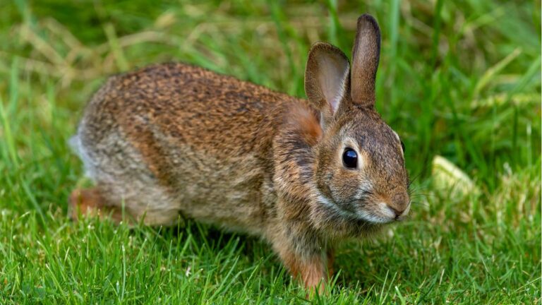 This Jealous Rabbit Went Viral After Hilariously Protesting the Arrival of New Family Members