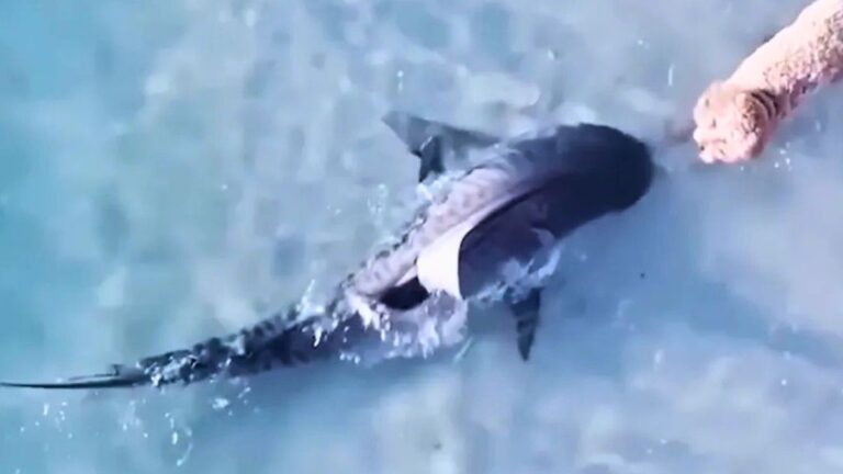 Drone Captures Heart-Stopping Moment Dog Comes Nose to Nose With Deadly Shark During Beach Walk