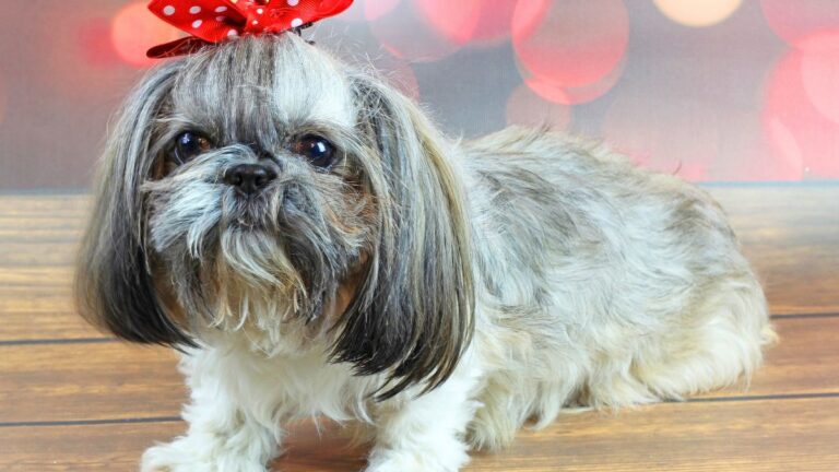 She Cloned Her Dead Dog and Regretted It: “I Would Never Do It Again”