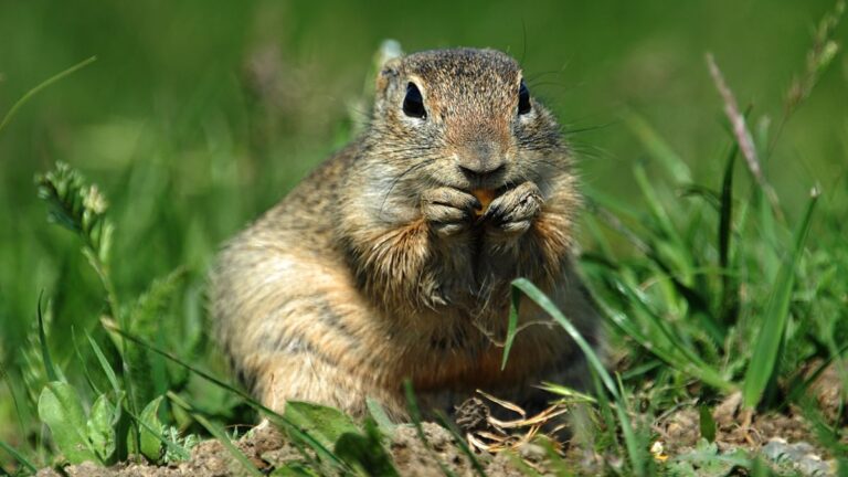 Squirrel Boldly Steals Peanuts from Dog Right Under His Nose and His Reaction Surprises Everyone