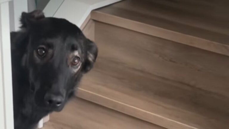 This Little Dog Is Terrified of the Vacuum but Refuses to Leave Her Owner’s Side