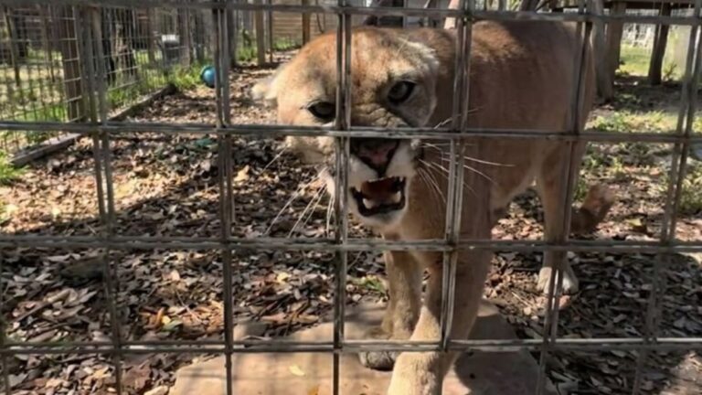 A Puma at a Texas Wildlife Park Reacts Very Differently to a Man and a Woman, Leaving People Stunned: “I Wasn’t Expecting This”