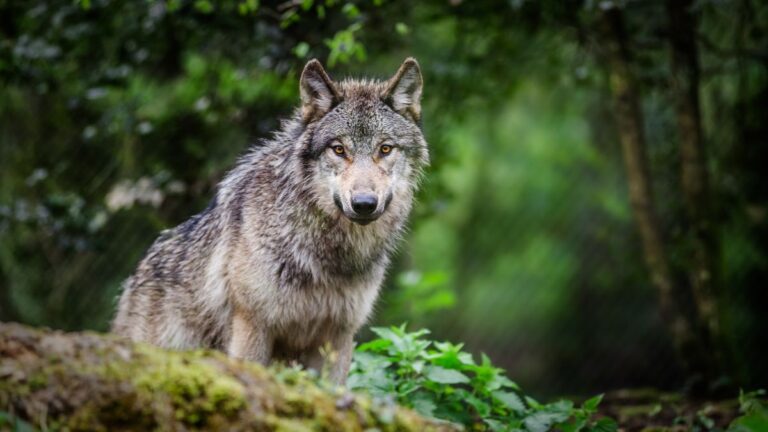 Scientists Find That Most Dog Breeds Carry Wolf DNA, Even One of the Smallest
